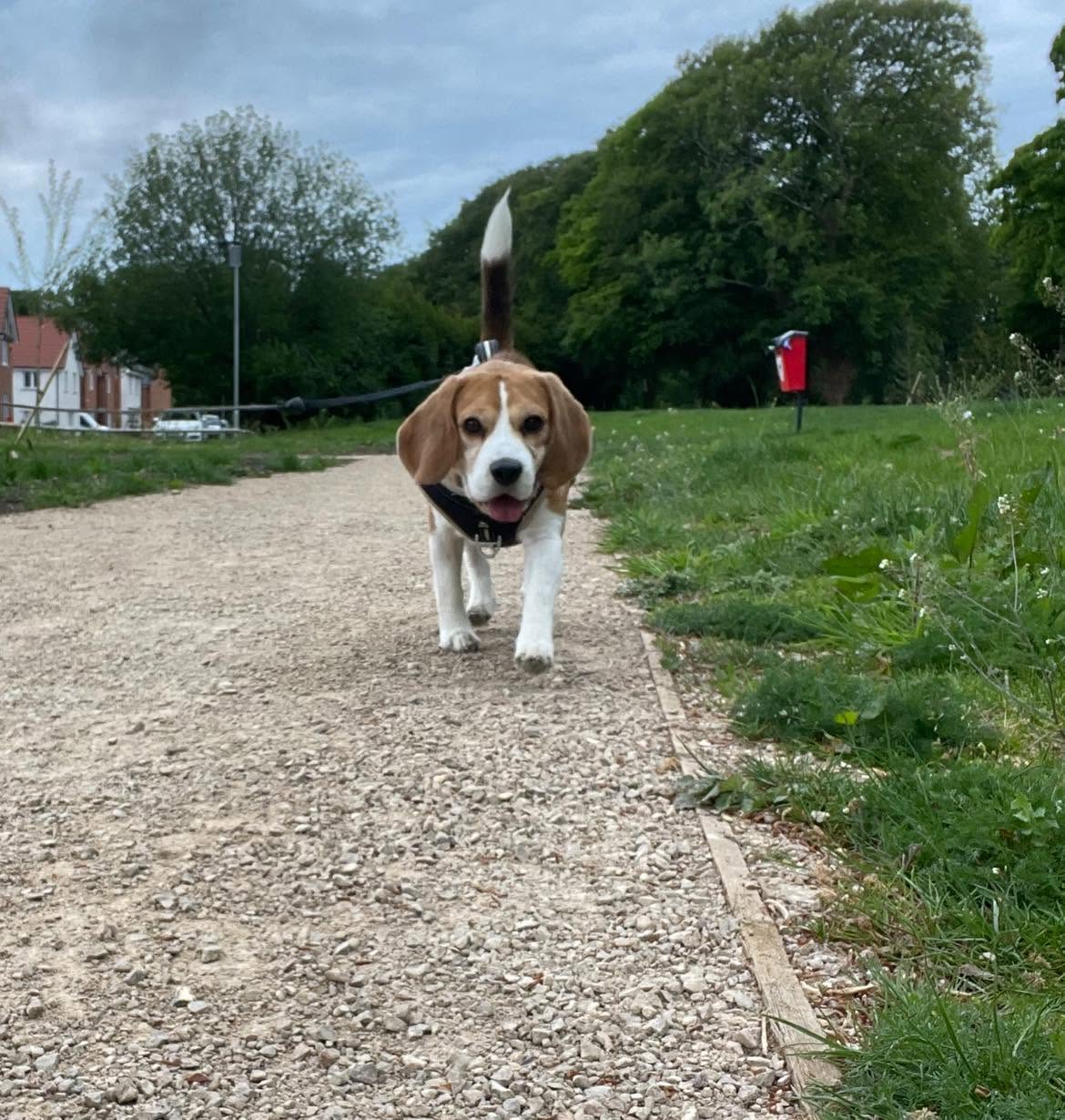 Arlo the dog on a countryside walk