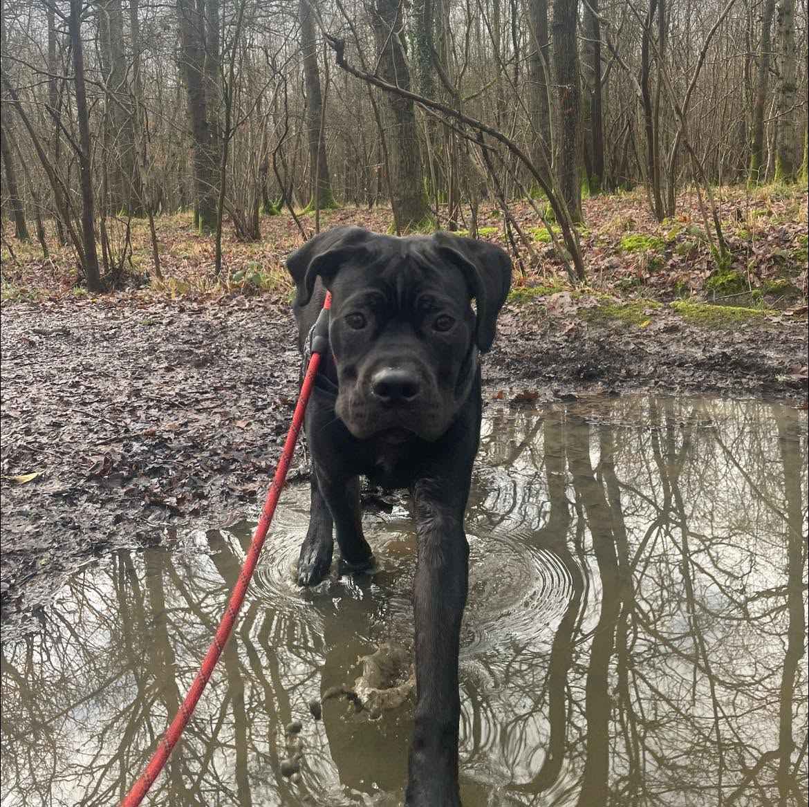 Bruce the dog out exploring