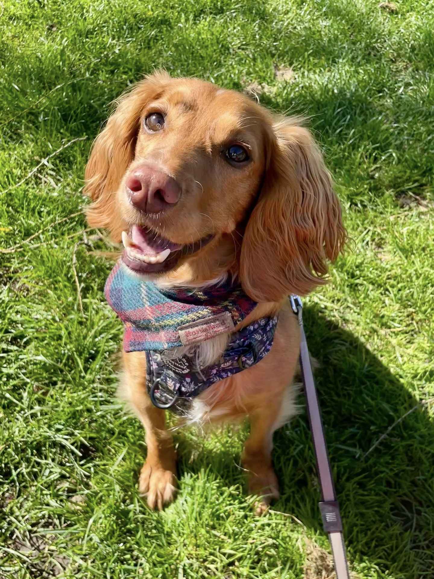 Danny the dog out exploring