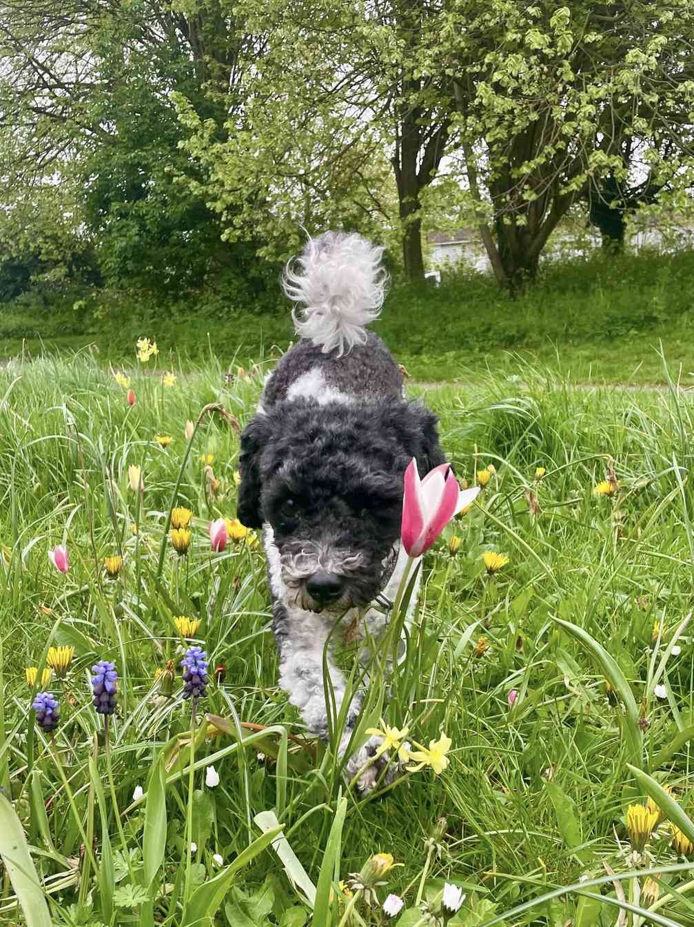 Dory the dog enjoying the outdoors