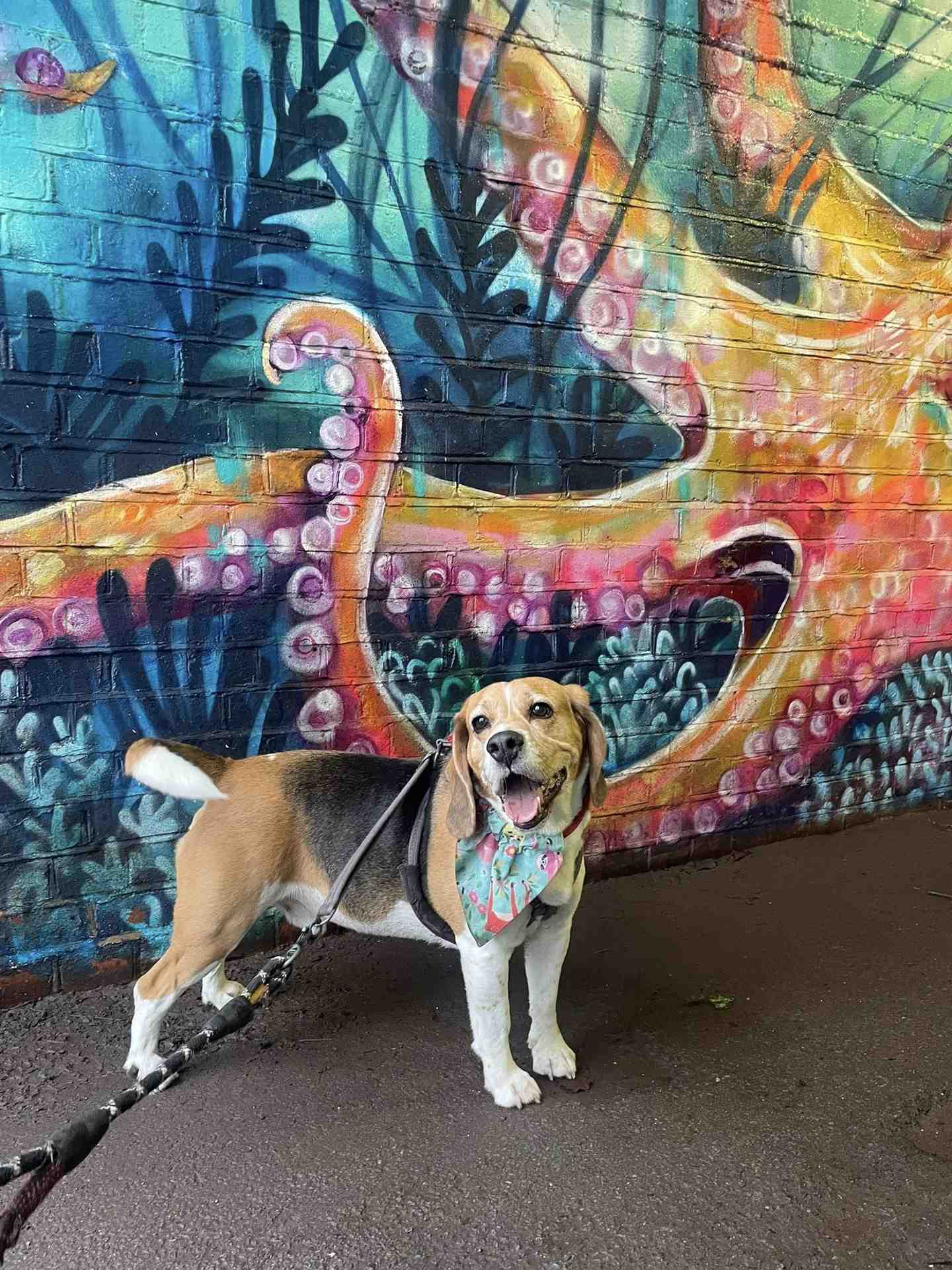 Eddie the beagle sitting happily outdoors