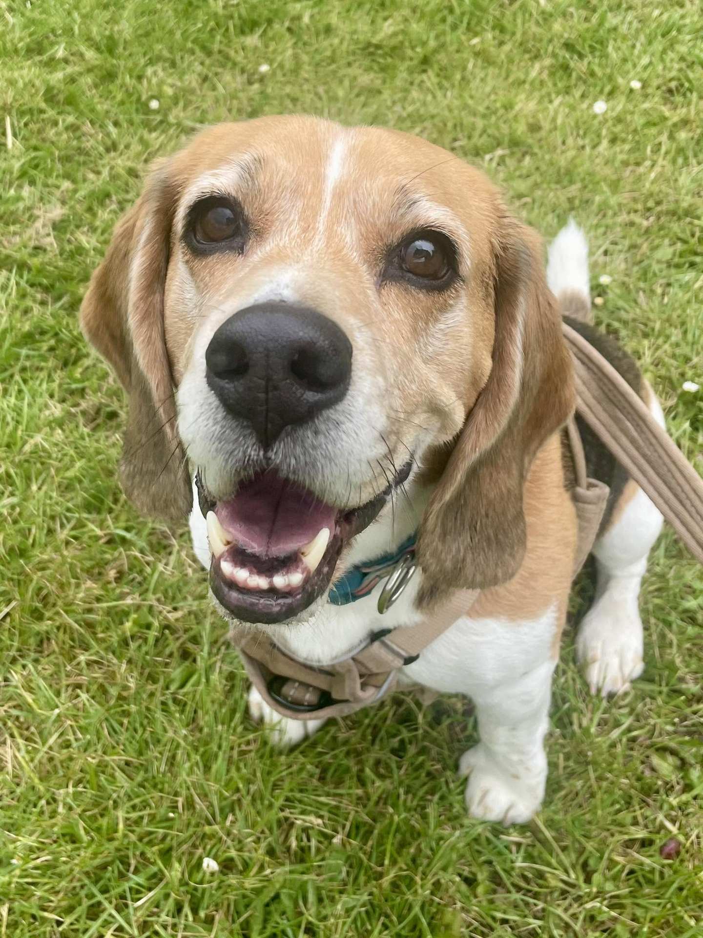 Eddie the beagle smiling up at the camera on a walk