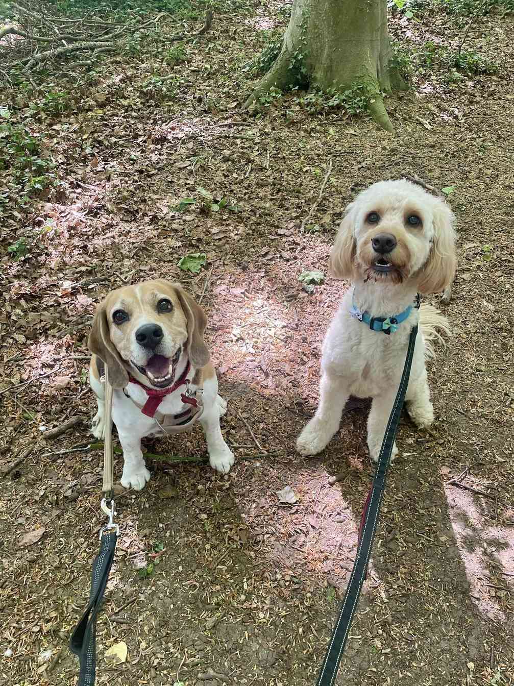 Eddie walking alongside his friend Gunner