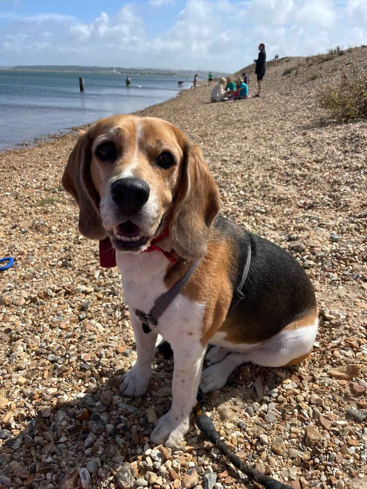 Eddie the beagle exploring a pebble beach near the sea
