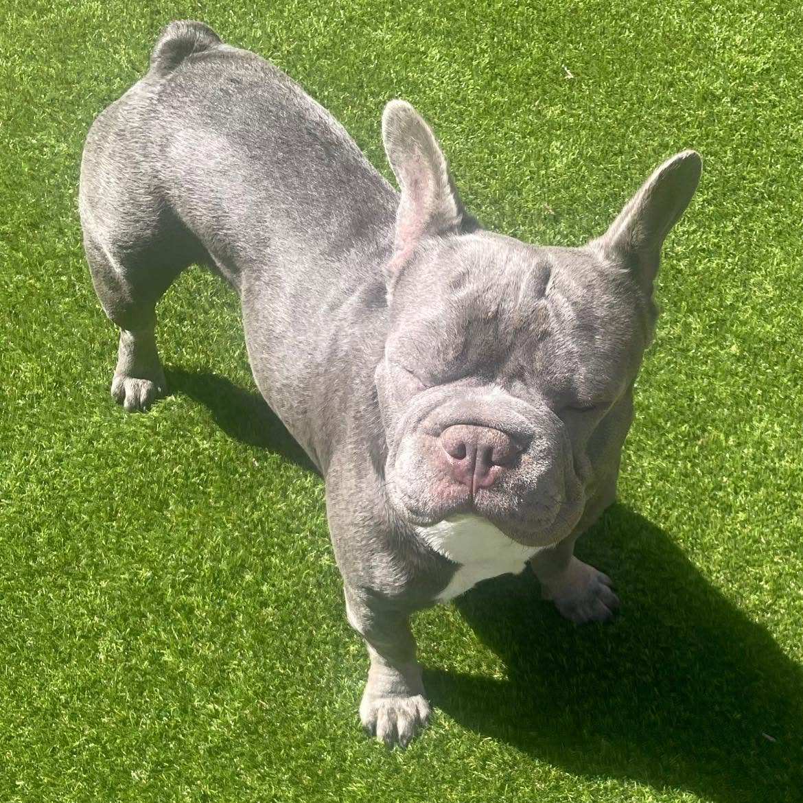 Frank the dog enjoying a walk
