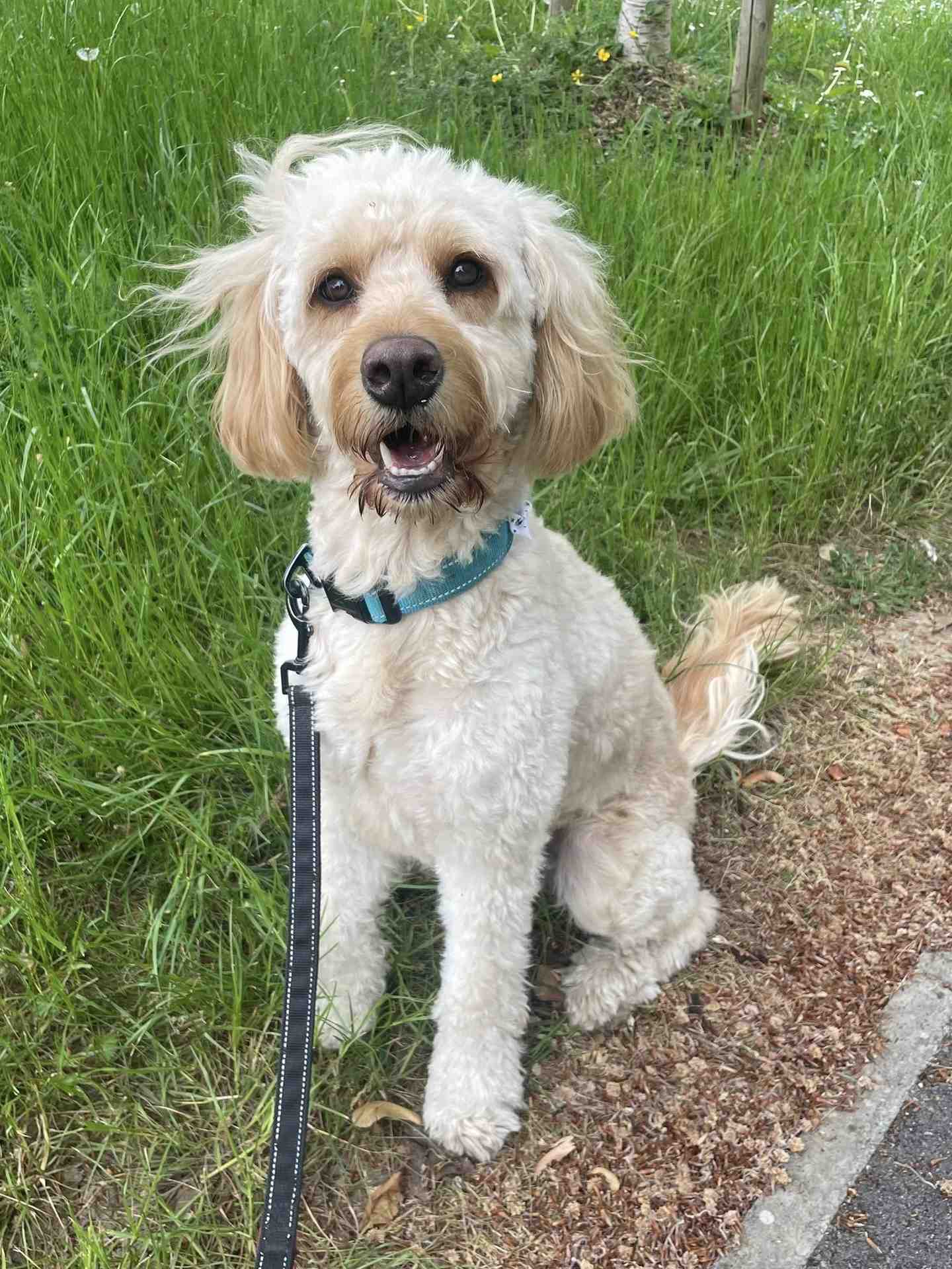 Gunner the dog out on a countryside walk