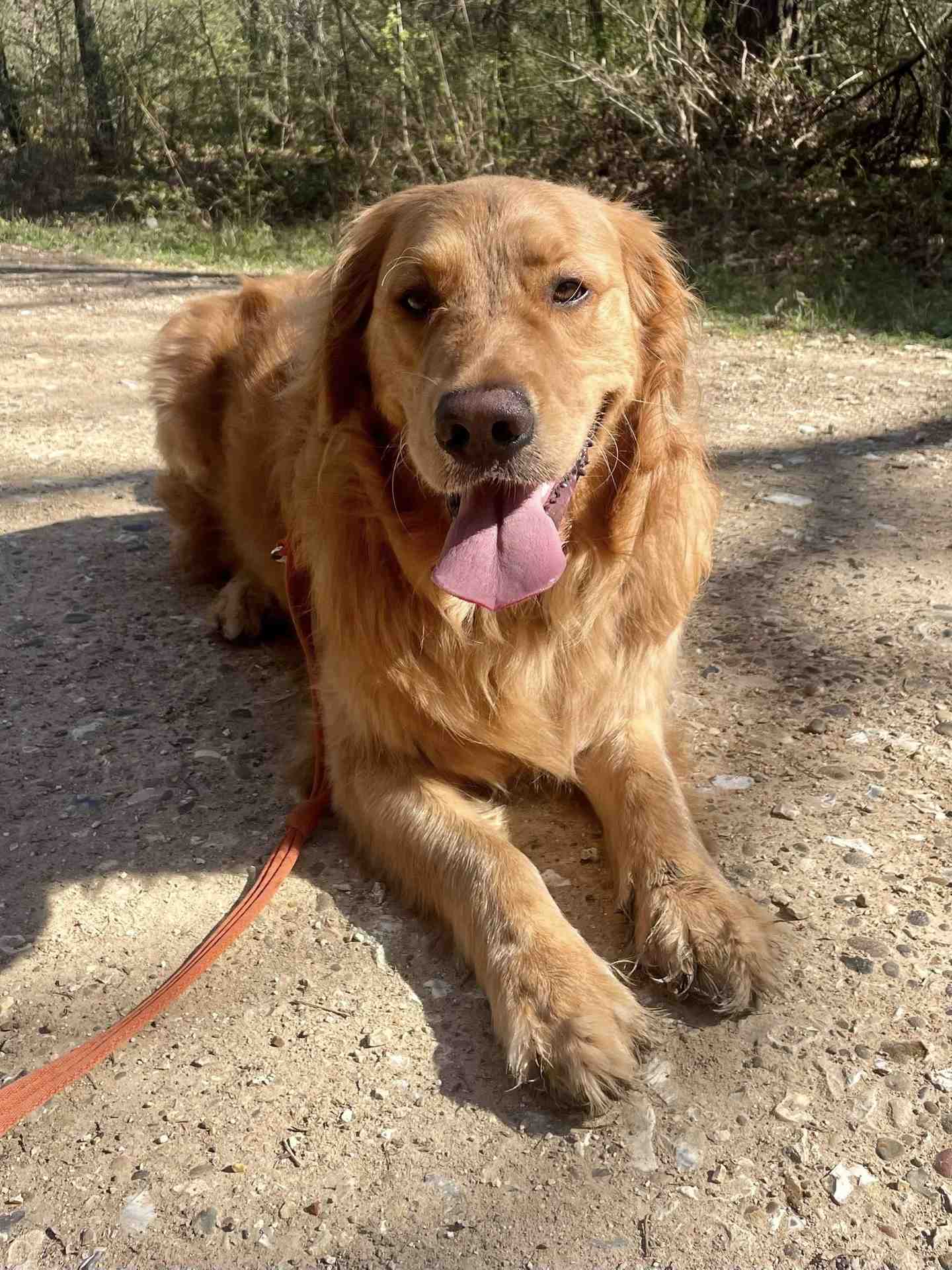 Marco the dog out on an adventure