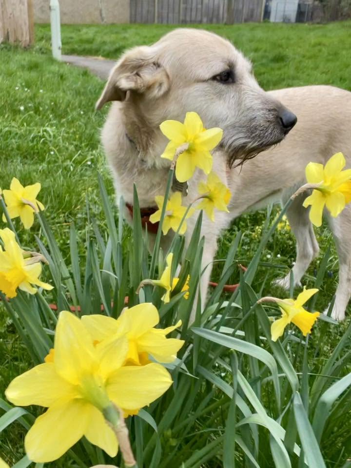Nala the dog on a walk