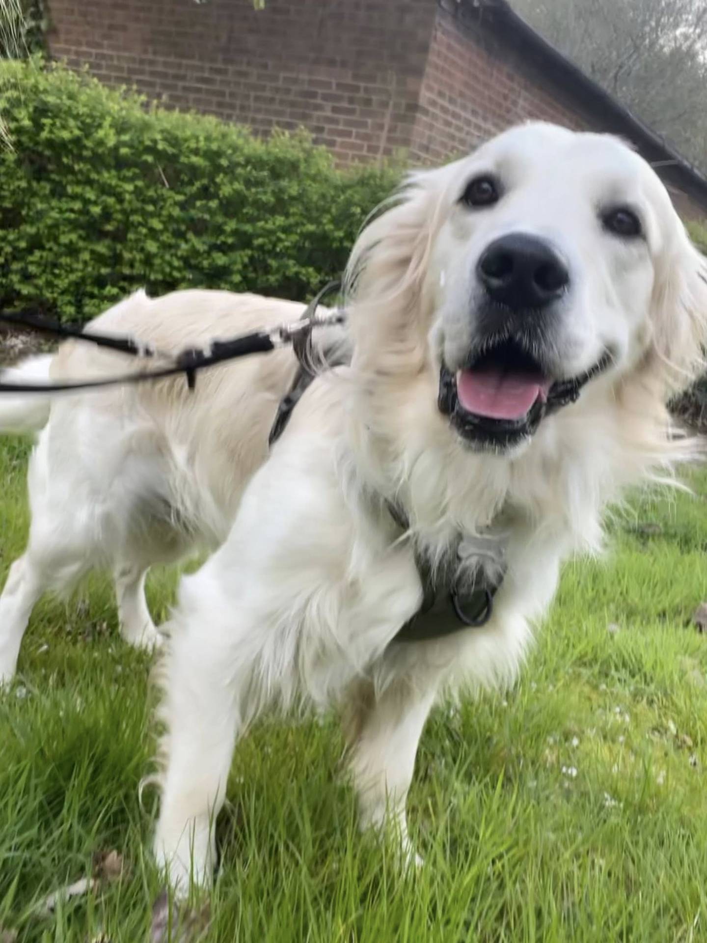 Otis the dog enjoying the outdoors