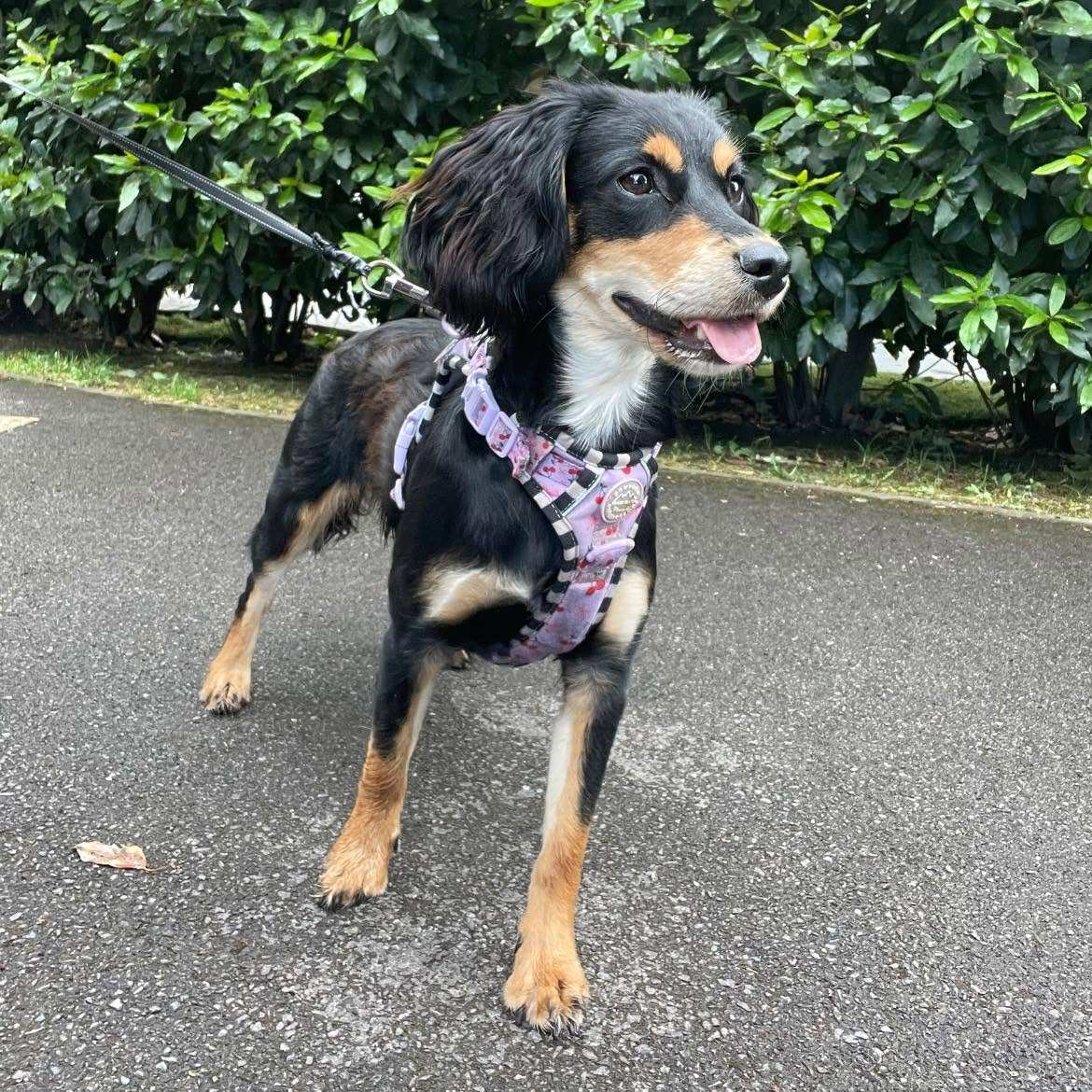 Tillie enjoying a walk with Eddie's Pupventures