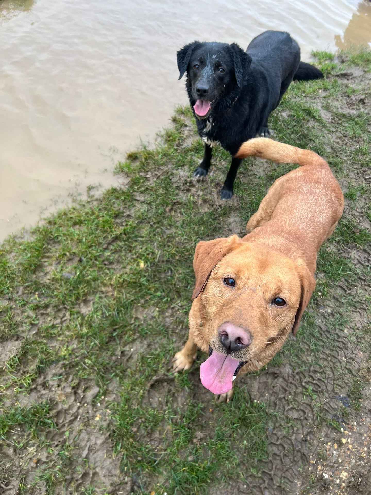 Trixie and Luna out on a walk together